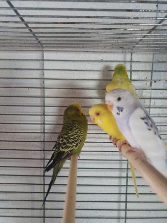 Image 9 of Selection of budgies available
