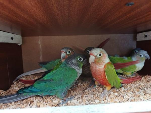 Image 12 of Baby pineapple conures looking for loving homes different mu