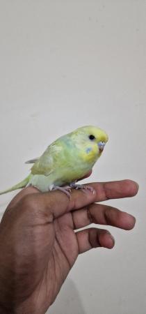 Image 8 of Handreared budgie budgie for sale