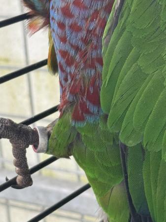 Image 2 of 10 year old Hawkhead parrot