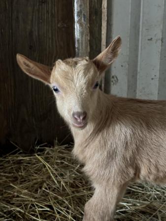 Image 2 of 2 week old Goldern gurnsey Billy goats