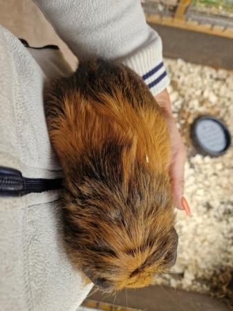 Image 2 of 2 bonded Male Guinea Pigs available
