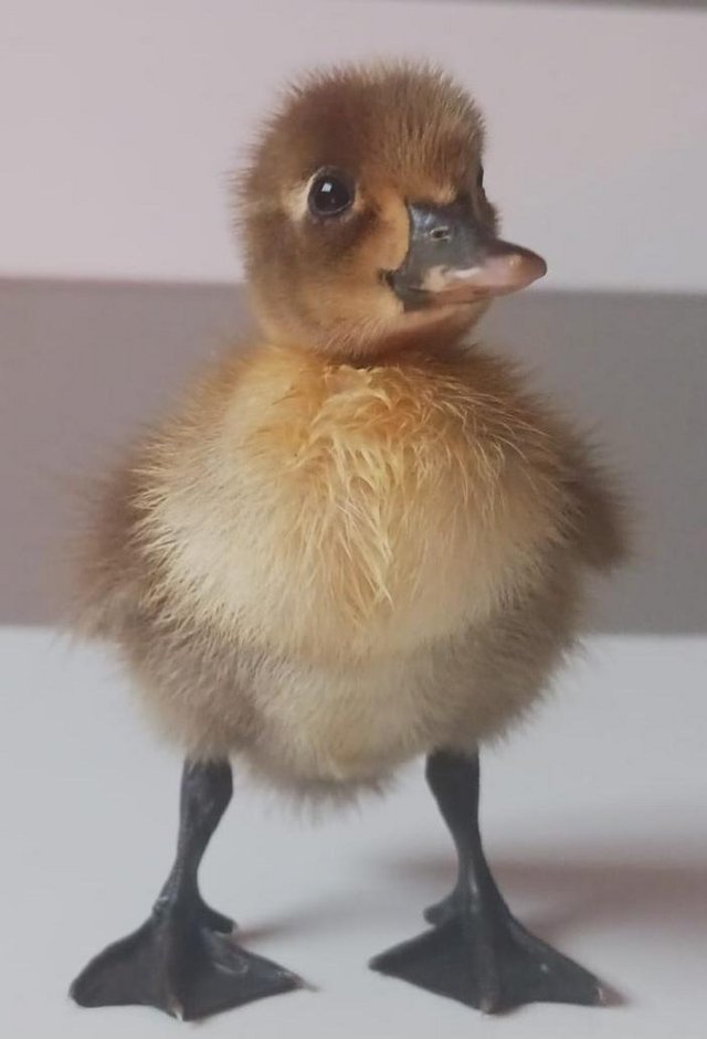 Preview of the first image of Beautiful Runner Ducklings.