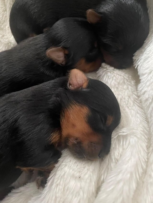 Preview of the first image of Beautiful Registered Full Redigree Yorkshire Terrier Puppies.