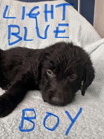 Image 10 of Labradoodle F1B puppies REDUCED 3 LEFT