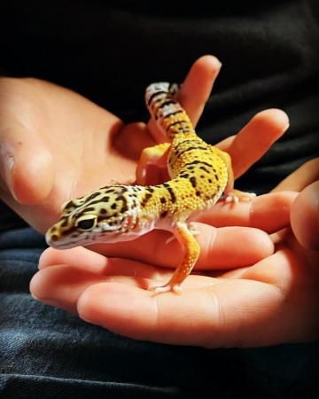 Image 2 of Beautiful Young Leopard Gecko