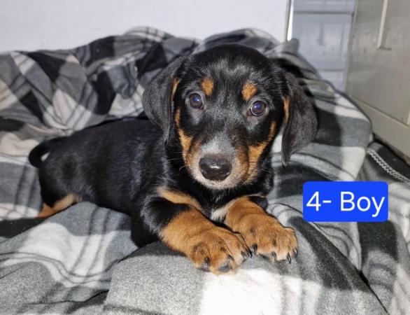 Image 10 of * ALL SOLD*  Beautiful dachshund x collie