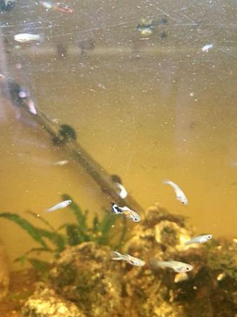 Image 2 of FREE guppies need gone ASAP!