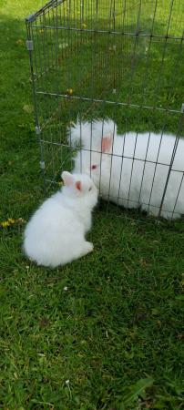 Image 3 of REDUCED PRICE!  2 full faced English Angora bucks for sale
