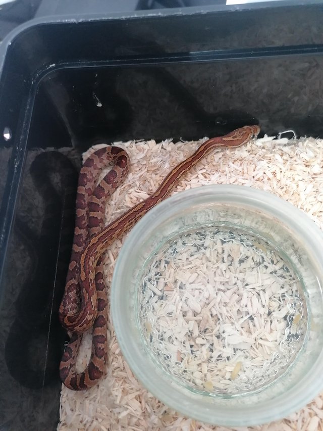 Preview of the first image of 6 corn snake hatchlings ready to leave now..