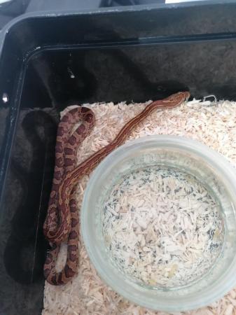 Image 1 of 6 corn snake hatchlings ready to leave now.