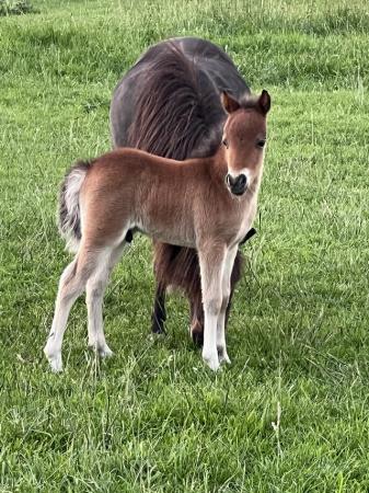 Image 1 of Stunning little AMHA and bmhs show colt for HOYS and RIHS