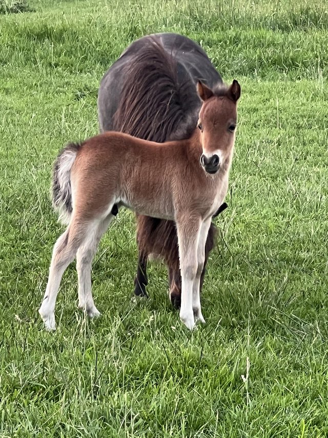 Preview of the first image of Stunning little AMHA and bmhs show colt for HOYS and RIHS.