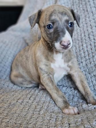 Image 5 of Beautiful KC Registered Whippet puppies