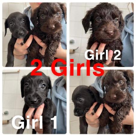 Image 8 of ?? Labradoodle puppies ??