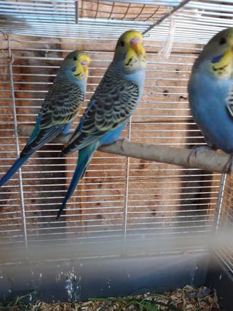 Image 2 of Baby Budgies - 8 weeks old to 3 months old Available Now