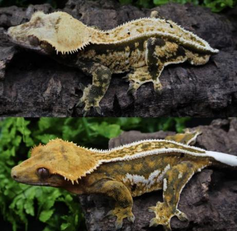 Image 3 of Extreme harlequin male crested gecko