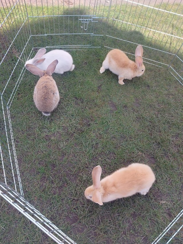 Preview of the first image of Beautiful Pure Breed Baby Continental Giant Rabbits.