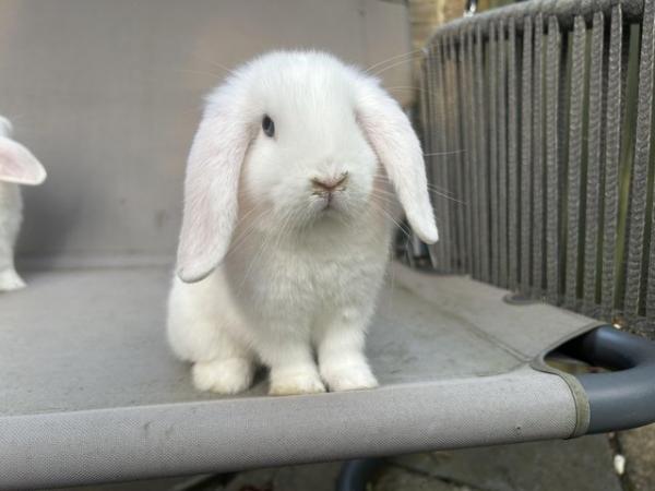 Image 5 of 2 BEW baby minilop rabbits (does) for sale
