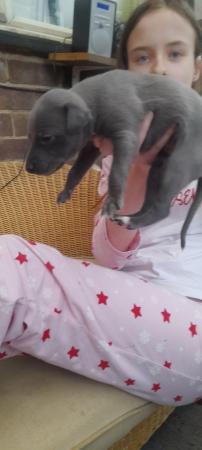 Image 8 of Kc registered whippet pups