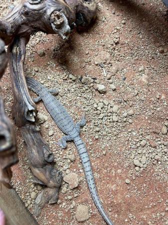 Image 3 of Pygmy Mulga Monitor Lizards At Urban Exotics