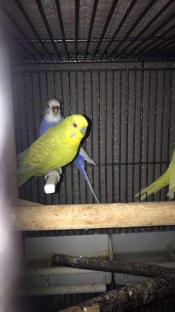 Image 2 of Budgies for rehoming 7/8 birds