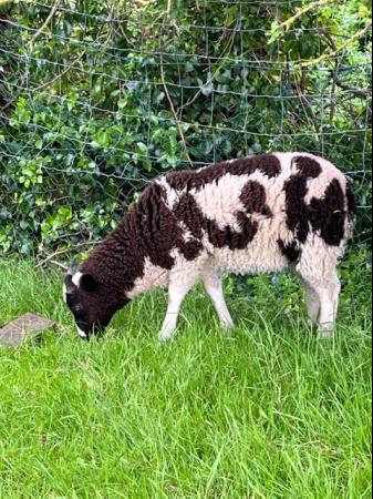 Image 1 of 7 Jacob pedigree, registered, ewe lambs