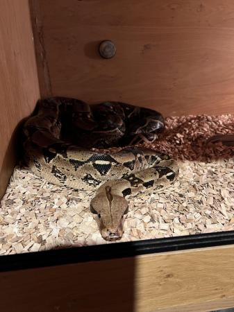 Image 4 of Approx 4 year old 7ft Boa