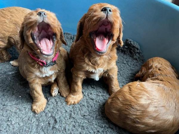 Image 9 of Red cockapoo puppies, bitches only.
