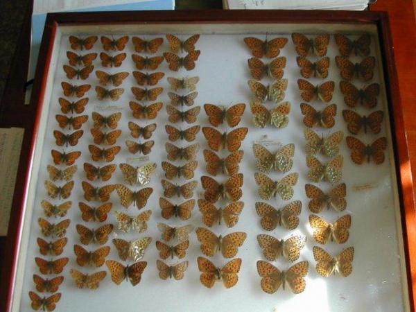 Image 2 of butterflies moths insects cabinets