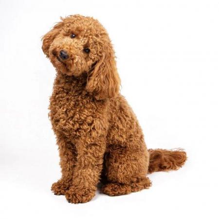 Image 2 of Stud - KC registered Red miniature poodle