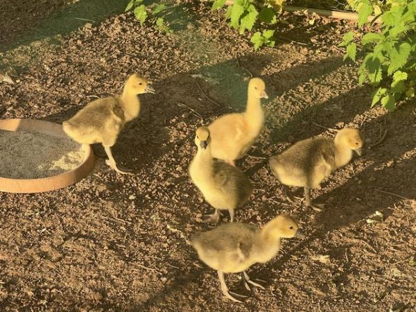 Image 1 of 2 week old goslings for sale