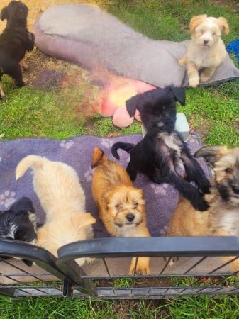 Image 43 of Pedigree Chinese Crested puppies