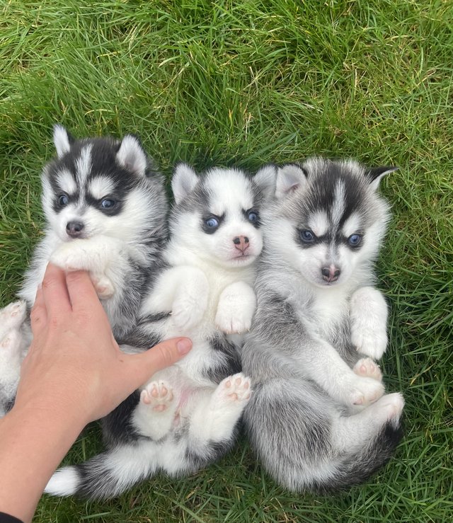 Preview of the first image of STUNNING RARE POMSKY PUPS-NOW OPEN TO REASONABLE OFFERS!.