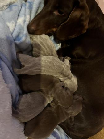 Image 4 of Isabella Tan and chocolate tan miniature dachshund pups