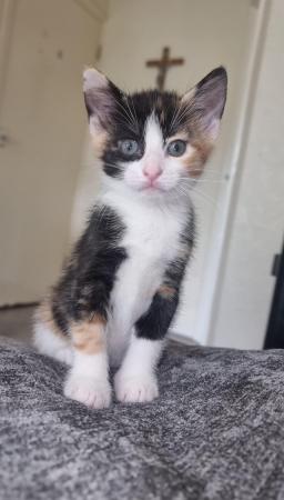 Image 1 of BEAUTIFUL KITTENS FOR SALE