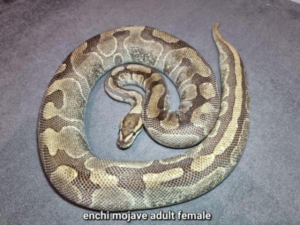 Image 4 of Royal Ball Pythons - Multiple available