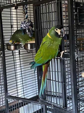 Image 2 of None profit re homing of parrots