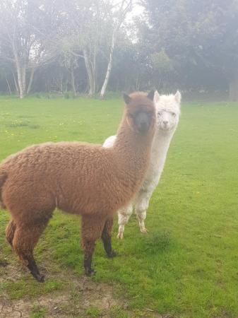 Image 1 of Male alpaca for sale 10 months old