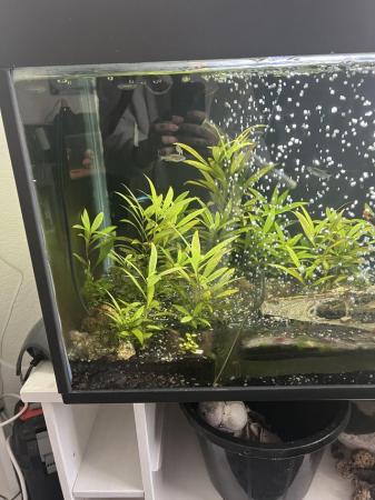 Image 2 of Fish with whole set up need gone asap