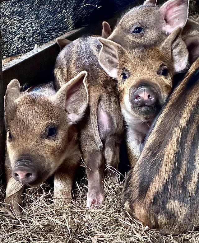Preview of the first image of Wild boar piglets for sale, Gilts and Boars.