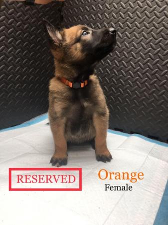 Image 5 of Pure breed Malinois puppies. READY TO LEAVE JUNE1ST
