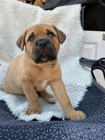 Image 17 of Large mix breed puppies for sale