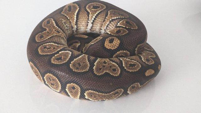Image 2 of 2023 Male Blackhead Special Ball Python
