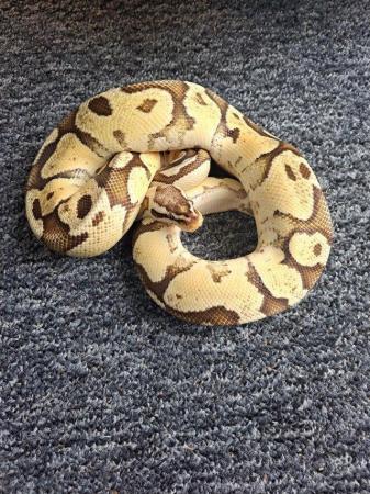 Image 6 of Royal python collection - REDUCED PRICES