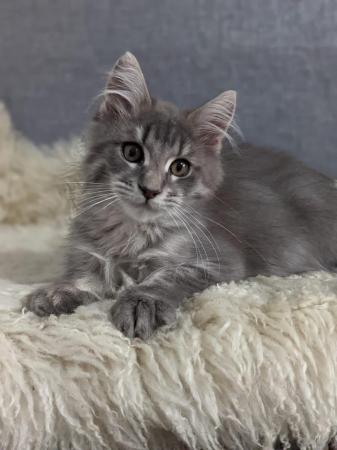 Image 4 of Stunning silver blue smoke Maine Coon Stud GCCF