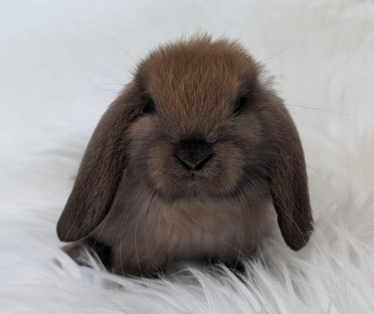 Image 3 of Gorgeous mini lop baby ready now
