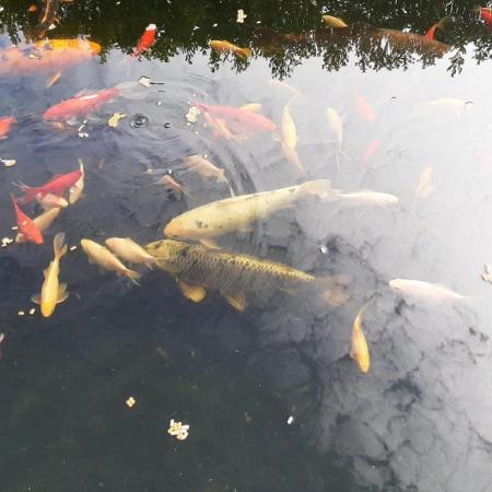 Image 4 of Koi and goldfish for sale