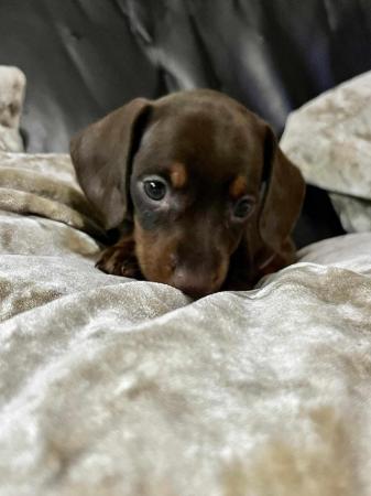 Image 13 of Reduced minature dachshund puppy's