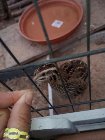 Image 1 of Male coturnix quail available free
